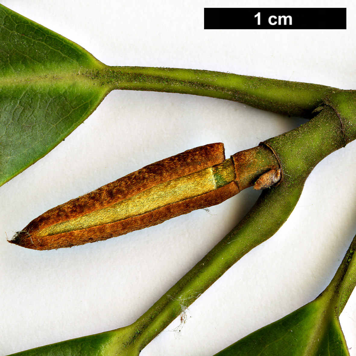 High resolution image: Family: Magnoliaceae - Genus: Magnolia - Taxon: cavaleriei - SpeciesSub: var. platypetala High resolution image: Family: Magnoliaceae - Genus: Magnolia - Taxon: cavaleriei - SpeciesSub: var. platypetala